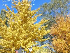 -长白岛森林公园