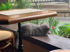 -猫岛主趣味餐厅(鼓浪屿店)
