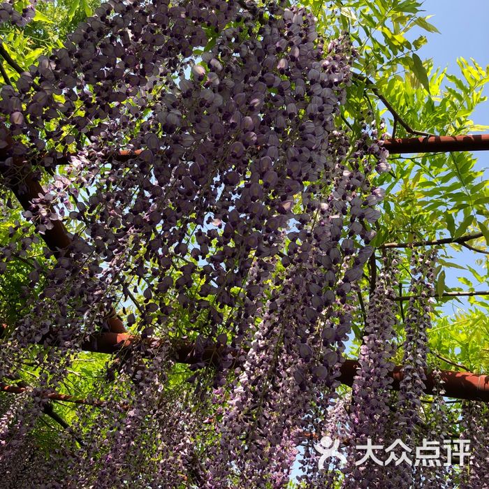 嘉定紫藤園圖片-北京公園-大眾點評網