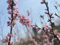 -永定河休闲森林公园