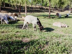 -香木香羊(小汤山店)