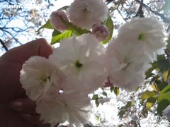 -西安青龙寺遗址景区