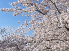 -高东镇樱花园