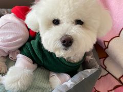 -翊宠yipet猫狗购宠庄园犬舍•猫舍