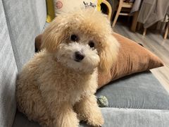 -多乐狗狗宠物训练工作室