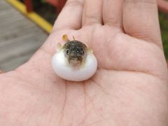 -北海金海湾红树林生态旅游区