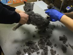 -爱侣宠医·鹦鹉专科·小型哺乳类·异宠专科(灵石路店)