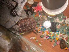 -虚荣精酿酒屋(五羊店)