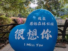 -西双版纳原始森林公园