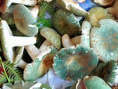 -野生菌火锅(菌王村店)