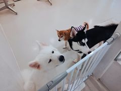 -共舞时光猫咖·狗咖(新街口店)
