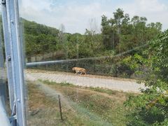 -深圳野生动物园