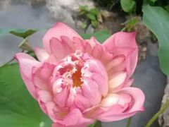 -伴山茶苑·围炉煮茶
