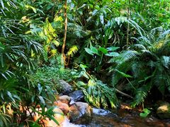 -深圳仙湖植物园