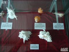 贝类展品-上海海洋大学鱼文化博物馆(军工路校区)