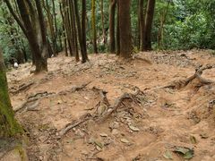 -火炉山森林公园