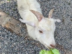 -前小桔亲子创意农场·草莓采摘·露营烧烤