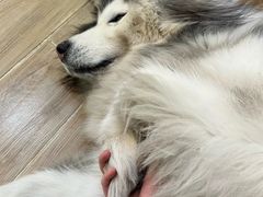 -李小姐の猫咖啡馆(五角场店)