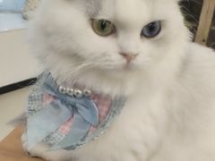 -共舞时光猫咖·狗咖(新街口店)