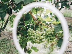 -马陆小张葡萄园农家乐