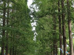 -黄海国家森林公园