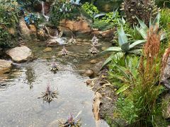 -奥兰多迪士尼动物王国乐园