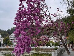 -红山村
