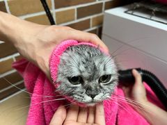 -安安宠医宠物医院·异宠·犬猫内科(岳阳分院)