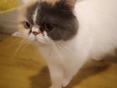 -平行世界·猫咖(首经贸店)