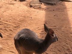-深圳野生动物园