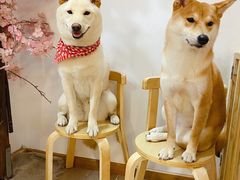 -柴迷FANS CLUB·柴犬狗咖·猫咖