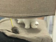 -喵的天空名猫咖啡馆·撸猫·猫舍·用品