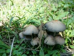 -北京麋鹿生态实验中心