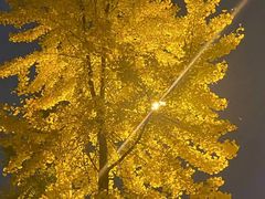 -四川大学(华西校区)