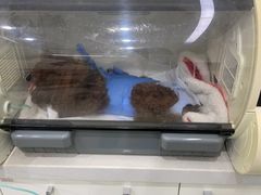 -北京恒爱动物医院(清景园分院)