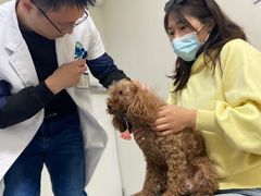 -喜多萌中农锦绣动物医院24H·猫科·牙科MRI·CT