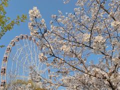-顾村公园