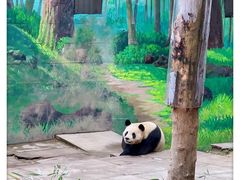 -中国大熊猫保护研究中心雅安碧峰峡基地