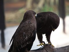 -广州长隆野生动物世界
