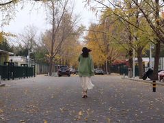 -三里屯东五街银杏大道