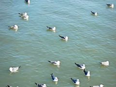 -悦海公园