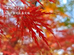 -秋霞圃