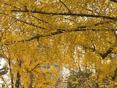 -四川大学(华西校区)