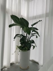 -芙芬芳·半永久纹眉（深圳旗舰店）