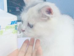 -喵的天空名猫咖啡馆·撸猫·猫舍·用品