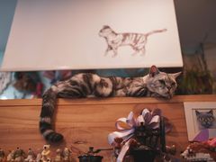 -平行世界·猫咖(首经贸店)