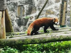 -都江堰中华大熊猫苑