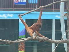 -西霞口神雕山野生动物世界