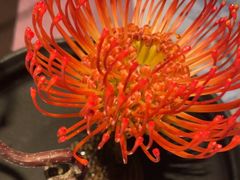 -大拙里·精致融合菜(沙湖桃源国际店)