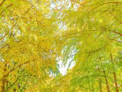 -三里屯东五街银杏大道